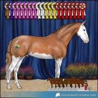 Horse Color:Chestnut Splash