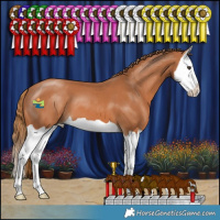 Horse Color:Chestnut Splash 