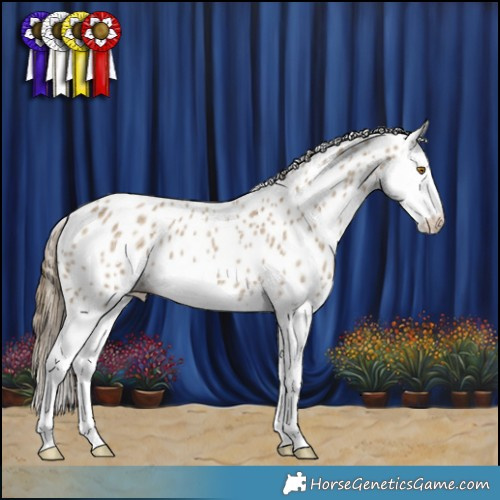 Horse Color:Classic Cream Champagne Roan Splash Appaloosa