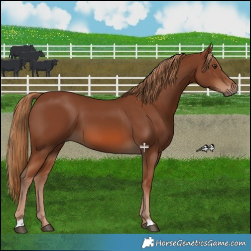 Horse Color:Chestnut 