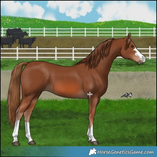 Horse Color:Chestnut 