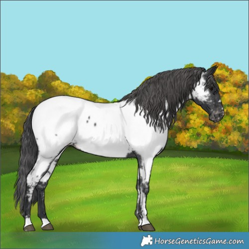 Horse Color:Black Appaloosa 