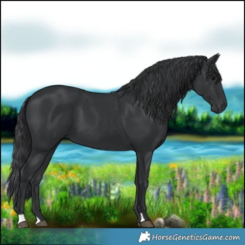 Horse Color:Black 