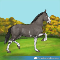 Horse Color:Smoky Grullo Sabino Splash  and Smoky Grullo Sabino Splash 