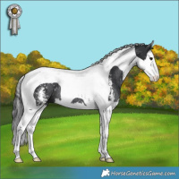 Horse Color:Black Sabino Splash Tobiano Rabicano
