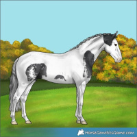 Horse Color:Black Sabino Splash Tobiano Rabicano 