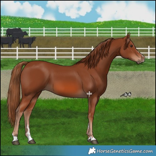 Horse Color:Chestnut 