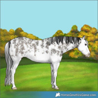 Horse Color:Grullo Sabino Splash and Gray Grullo Sabino Splash