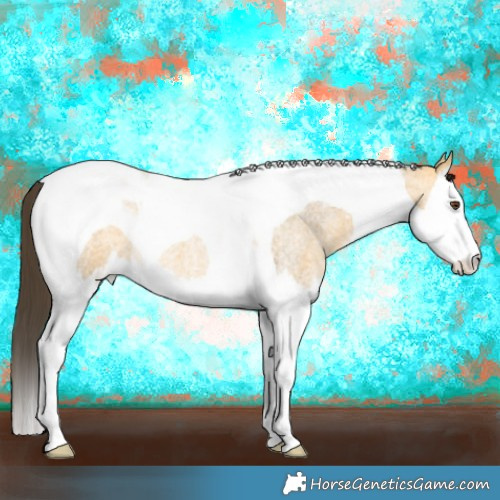 Horse Color:Buckskin Roan Dun Splash Tobiano