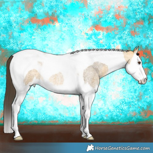 Horse Color:Buckskin Roan Dun Splash Tobiano 