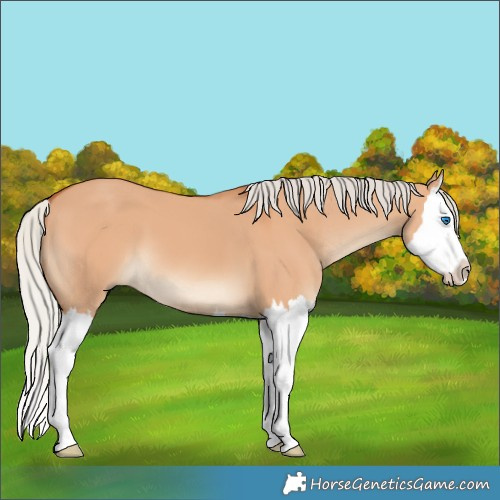 Horse Color:Silver Bay Dun Splash