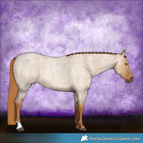 Horse Color:Red Dun Roan