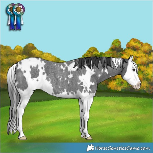 Horse Color:White Spotted Blue Roan Splash 