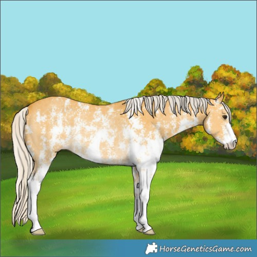 Horse Color:Silver Buckskin Sabino Rabicano