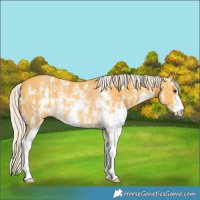 Horse Color:Silver Buckskin Sabino Rabicano 