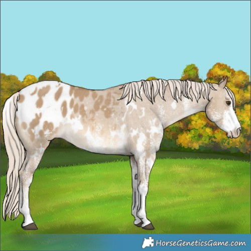 Horse Color:White Spotted Chocolate Palomino Dun Appaloosa 