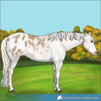 Horse Color:White Spotted Chocolate Palomino Dun Appaloosa 