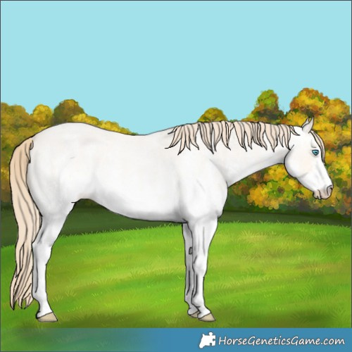 Horse Color:White Spotted Perlino Roan Dun Rabicano 