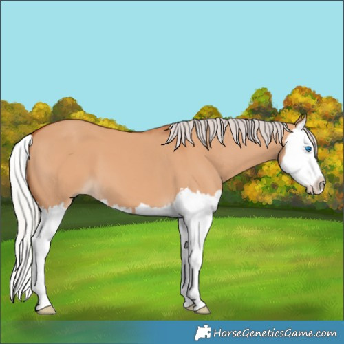 Horse Color:Silver Bay Dun Splash