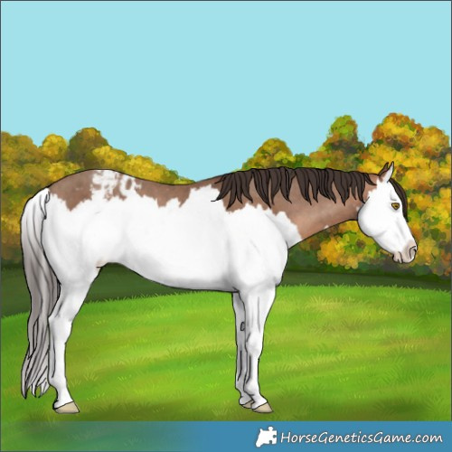 Horse Color:Sable Champagne Splash Blanket 