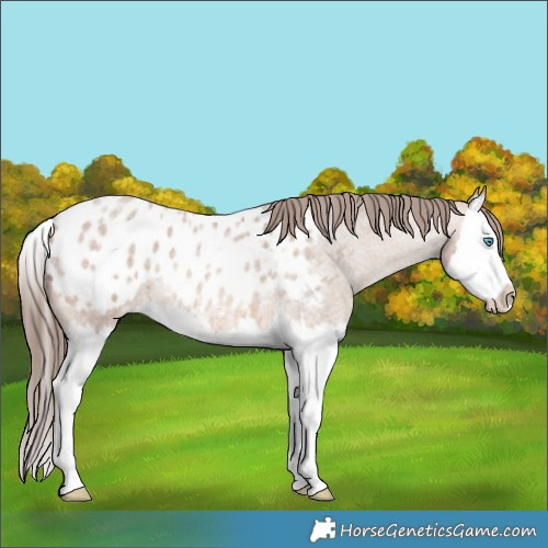 Horse Color:Amber Champagne Roan Splash Appaloosa 