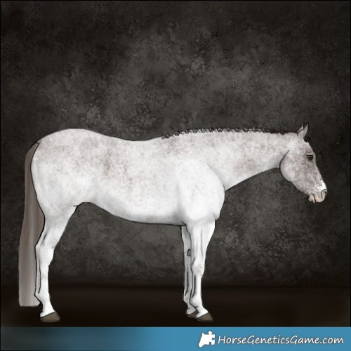 Horse Color:White Spotted Liver Red Roan