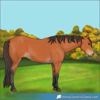 Horse Color:Bay 