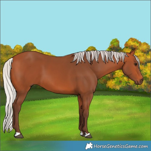 Horse Color:Silver Bay 