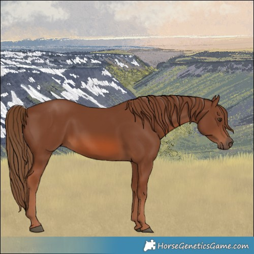 Horse Color:Chestnut 