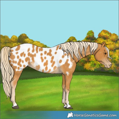 Horse Color:Palomino Near Leopard 