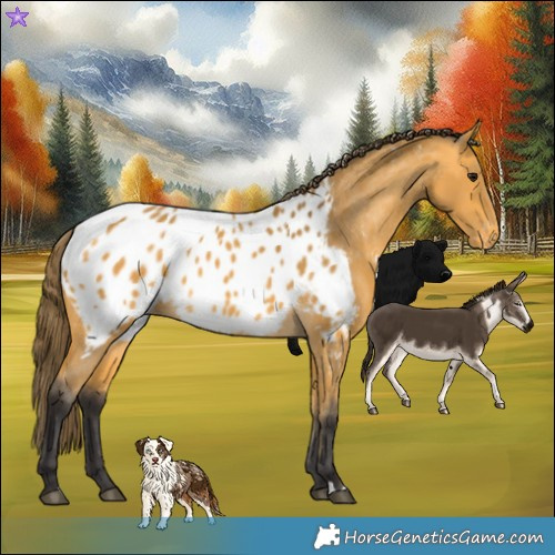 Horse Color:Buckskin Near Leopard