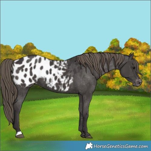 Horse Color:Smoky Black Blanket 