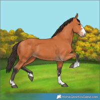 Horse Color:Bay 