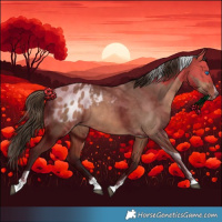 Horse Color:Bay Dun Splash Tobiano Appaloosa Rabicano
