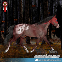 Horse Color:Brown Dun Splash Tobiano Appaloosa Rabicano