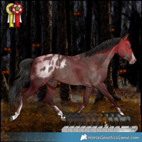Horse Color:Brown Dun Splash Tobiano Appaloosa Rabicano
