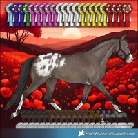 Horse Color:Brown Dun Splash Tobiano Blanket Rabicano 