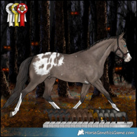 Horse Color:Brown Dun Splash Tobiano Appaloosa Rabicano 
