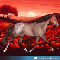 Horse Color:Bay Dun Splash Tobiano Blanket Rabicano
