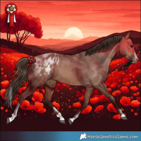 Horse Color:Bay Dun Splash Tobiano Appaloosa Rabicano