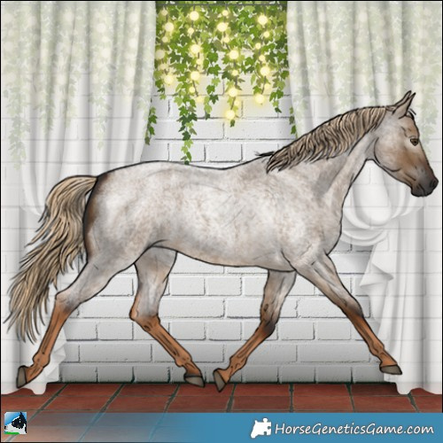 Horse Color:Gray Chocolate Palomino Roan Dun Rabicano