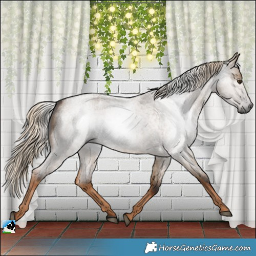 Horse Color:Gray Chocolate Palomino Roan Dun Rabicano 
