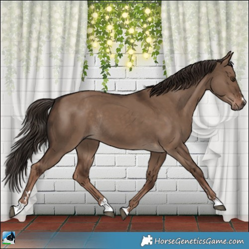 Horse Color:Liver Red Dun Rabicano 