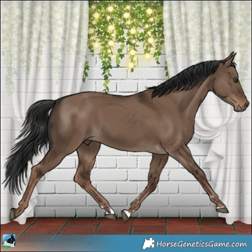 Horse Color:Liver Red Dun Rabicano 