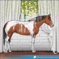 Horse Color:Powder White Bay Tobiano