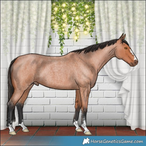Horse Color:Bay Roan 