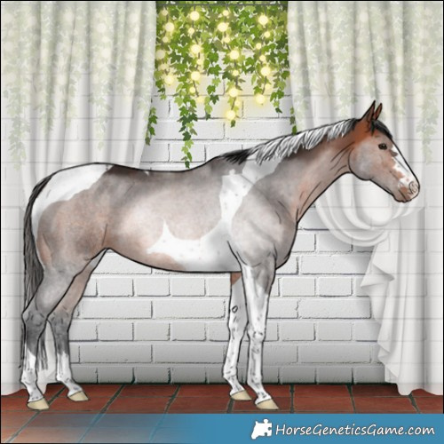 Horse Color:Bay Tobiano 
