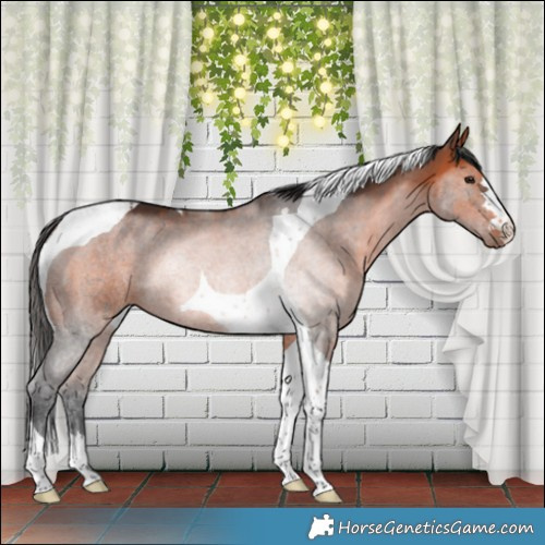 Horse Color:Bay Tobiano 