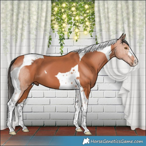 Horse Color:Bay Tobiano 