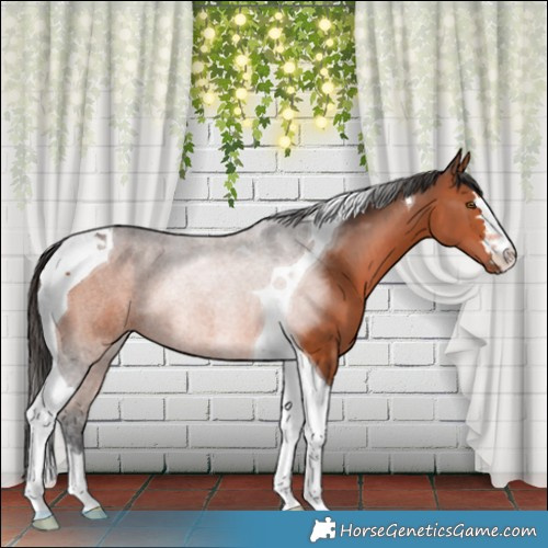 Horse Color:Bay Tobiano
